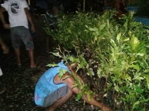 Dinas pertanian Maluku Utara Siap Bagikan 3000 Bibit Cengkeh