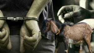 Sempat Kabur Dua Tahun, Akhirnya Pencuri Hewan Diringkus