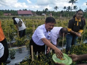 Kadis Pertanian Saksikan Panen Perdana Rica Nona Di Birinoa Dalam