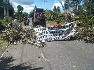 Harga Kopra Tak Kunjung Naik, Masyarakat Blokir Jalan Utama