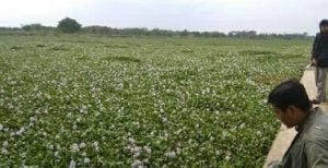 Pemkab Bojonegoro Akan Bersihkan Enceng Gondok Di Bengawan Solo