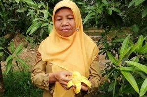 Mangga Agri Gardina 45 Adalah Mangga Kupas Seperti Pisang