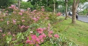 Pemkot Surabaya Benarkan Tanam Pohon Sakura