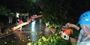 Hujan Lebat Landa Pamekasan, Pohon Bertumbangan