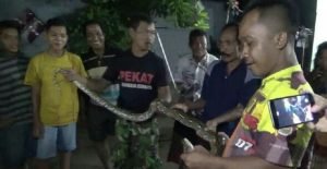 Warga Probilinggo Kembali Tangkap Ular Sanca