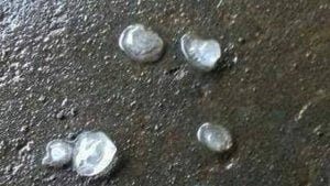 Hujan Es Landa Madura