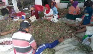 Sejumlah Pengusaha Bawang Merah ‘Girang’, Kenapa