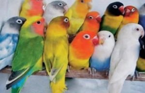Menjamurnya Peternak Love Bird, Harga Alami Kemerosotan