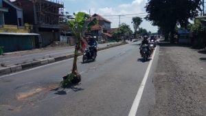 Jalur Surabaya Mojokerto Rusak Parah Warga Balongbendo Tanam Pisang Di Jalan