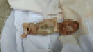 Warga Popilo Geger Dengan Penemuan Janin Yang Dibuang