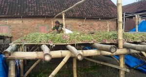 Bawang Merah Alami Kenaikan, Upah Buruh Masih Anjlok