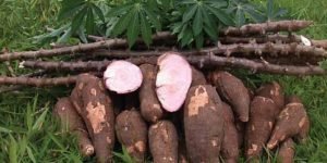 Dianggap Remeh, Ternyata Singkong Dapat Cegah Osteoporosis