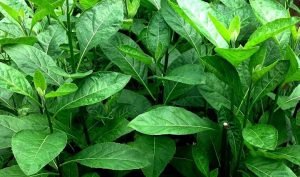 Delapan Manfaat Kesehatan  Dari Daun Afrika