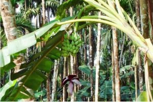 Ternyata Daun Pisang Miliki Khasiat Untuk Kesehatan