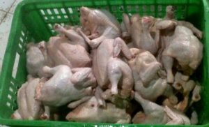 Jelang Puasa, Harga Ayam Broiler Merangkak