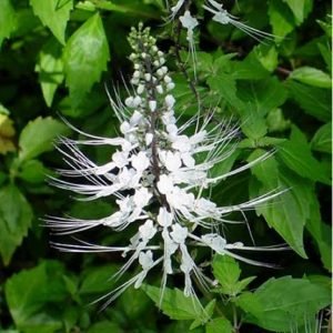 Tujuh Manfaat Dari Konsumsi Kumis Kucing