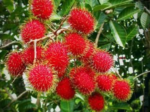 Ternyata  Buah Rambutan Bisa Kuatkan Tulang, Inilah Beberapa Manfaat Dari Buah Rambutan