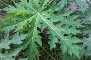 Inilah Beberapa Manfaat Dari Konsumsi Daun Pepaya
