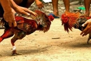 Pelaku Judi Ayam Diamankan Polisi