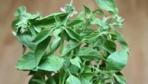 Ini Manfaat Dari Daun Kemangi