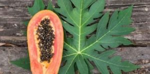 Ternyata Daun Pepaya Bisa Obati Malaria