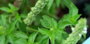 Ini Beberapa Manfaat Jika Konsumsi Daun Kemangi