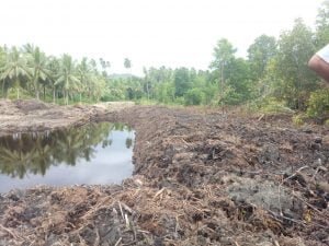 Polres Halsel Akan Turun Tinjau Lokasi Rusaknya Mangrove