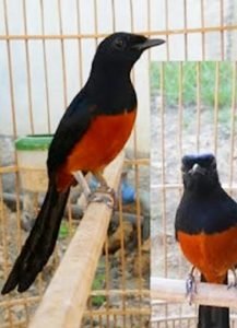 Budidaya Burung Murai Batu, Arif Kantongi Omset Jutaan Rupiah Perbulan