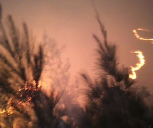 Kebakaran Hutan Di Kawasan Gunung Arjuno Meluas