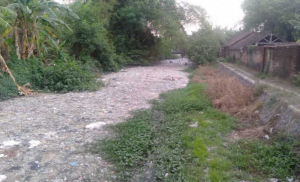 Cemari Sungai Dan Sebabkan Nyamuk,  Limbah Usus Ayam Di Protes Warga Sememi