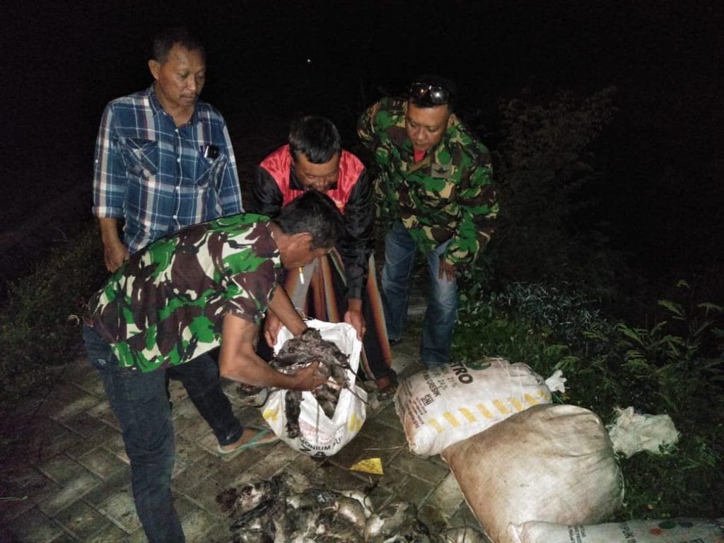 Tiga Hari Gropyokan, Petani Watudakon Basmi Ribuan Tikus