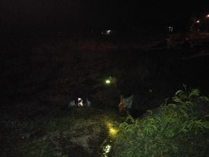 Gropyokan, Ribuan Tikus Berhasil Ditangkap Petani Watudakon