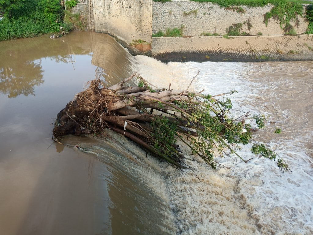 Pohon Raksasa Ancam Jembatan Juritan