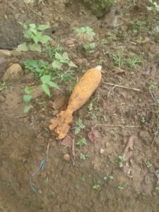 Petani di Gresik Tanam Cabai Temukan Mortir