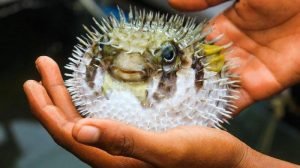 Ini Bahaya Ikan Buntal Yang Tewaskan Warga Banyuwangi