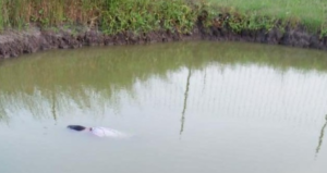Dua Bocah Asal Candi Sidoarjo Tewas Tenggelam di Kolam Pemancingan
