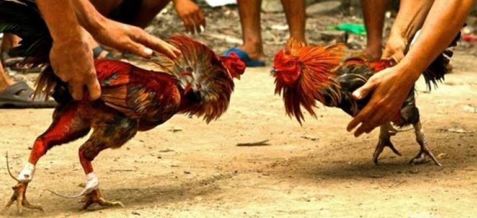 Sabung ayam