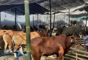 Jelang Idul Adha, DKPP Kota Surabaya Bentuk Tim Pemeriksa Kesehatan Hewan Kurban