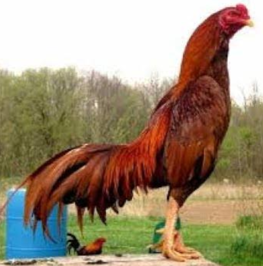 Bentuk Dan Model Kaki  Ayam  Petarung Pukul Saraf Ko Cara 