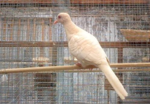 Melongok Penangkaran Perkutut Warna