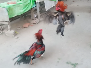Merawat Ayam Bangkok Pukul Keras Usai Bertarung 