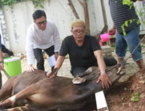 Pengertian Qurban Secara Lengkap