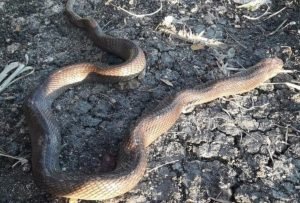 Ular Kobra Pemakan Ayam Akhirnya Ditaklukan Warga