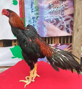 Ciri Ayam Bangkok Juara