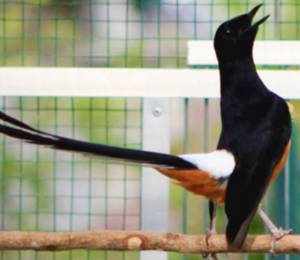 Sebulan Beli MH, Langsung Ditawar Rp 11 Juta