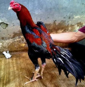 Ayam Bangkok Pukul KO, Berikut Ciri-cirinya