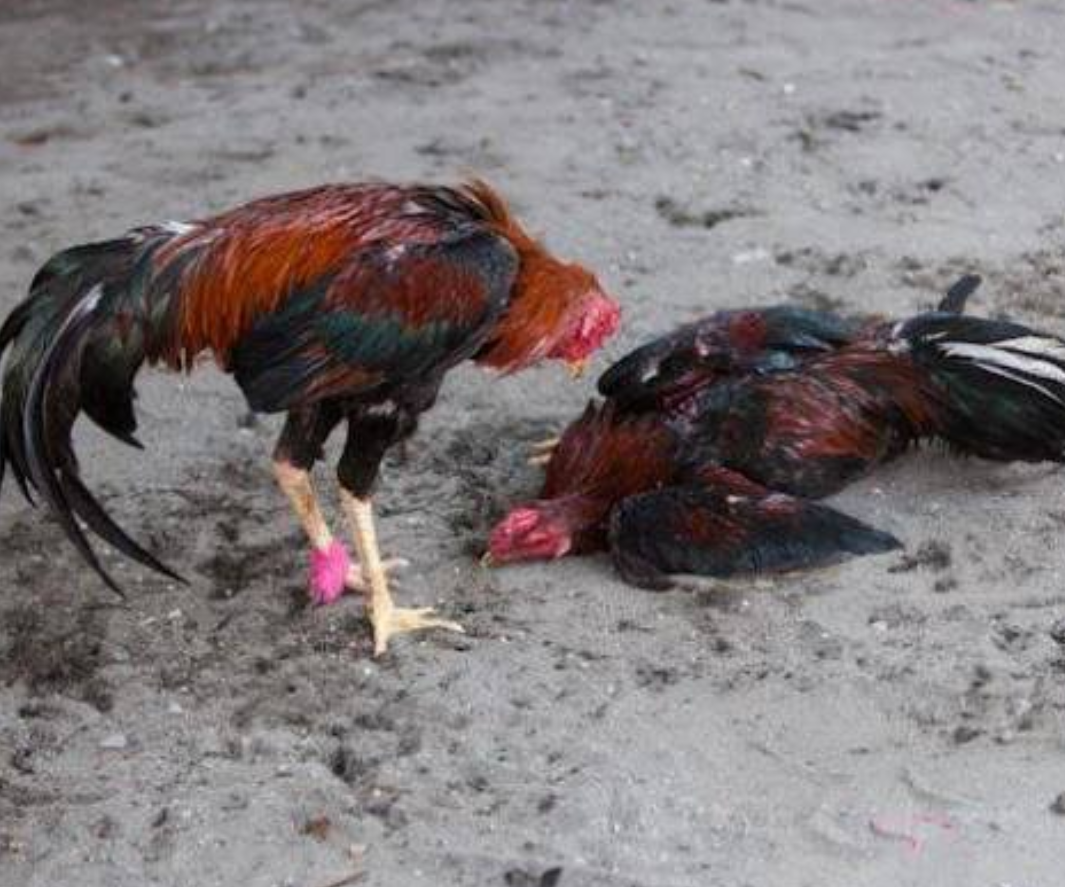 Ciri Ayam Bangkok Pembunuh