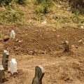 Mimpi aneh, Makam Pasien Covid 19 Langsung Dibongkar