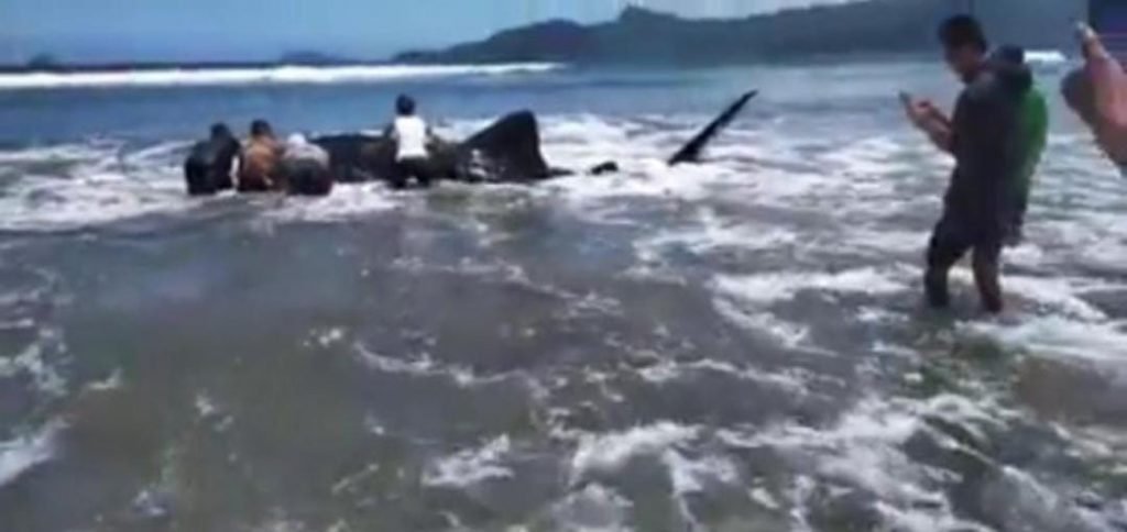 Hiu Paus (Rhincodon typus) Terdampar di Pantai Blado Berhasil Diselamatkan