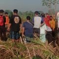 Penemuan Mayat di Kebun Tebu Mojokerto Gegerkan Warga